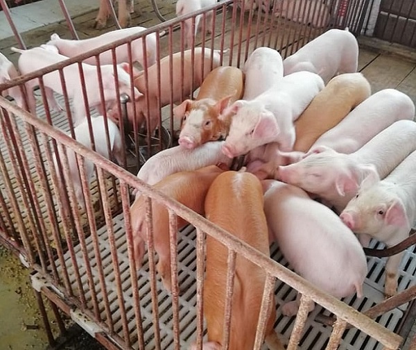 Giá heo hơi ngày 2/6: Đi ngang tại ba miền