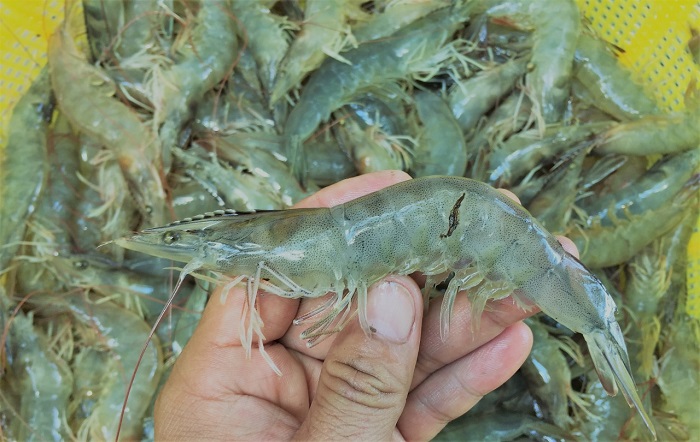 Binh Thuận lên kế hoạch phòng chống dịch bệnh nguy hiểm trên thủy sản