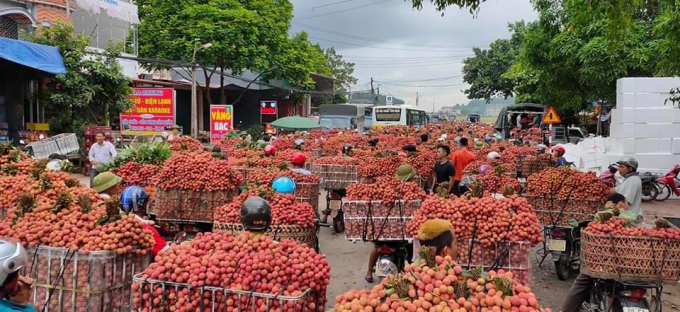 Ứng dụng chuyển đổi số để tiêu thụ vải thiều