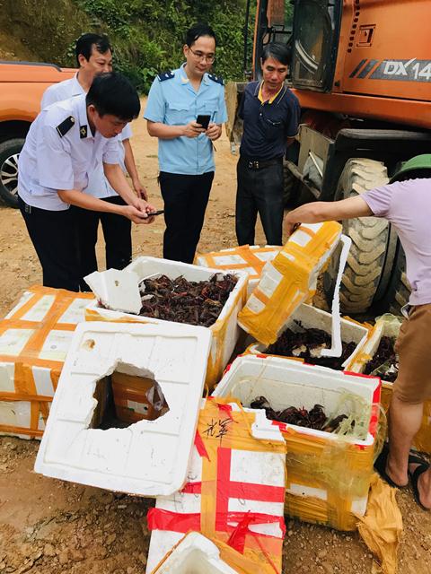 Một vụ vận chuyển trái phép động vật thủy sản và sản phẩm động vật thủy sản từ nước ngoài qua biên giới, cửa khẩu, vùng biển vào Việt Nam bị các lực lượng chức năng bắt giữ. Ảnh: T.Trang