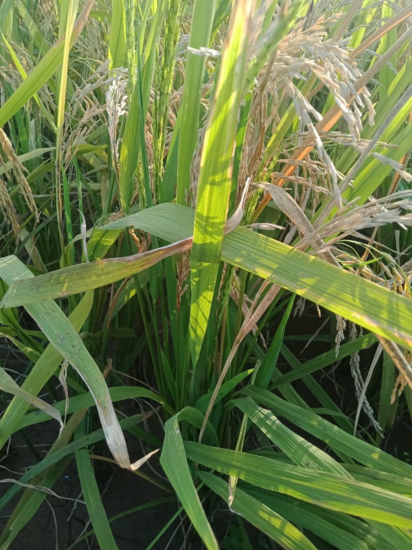 Huyện Tam Nông (Phú Thọ): Bức xúc của người dân khi lúa bị mất mùa