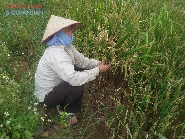 Người dân không khỏi lo lắng vì lúa lép quá nhiều Người dân không khỏi lo lắng vì lúa lép quá nhiều