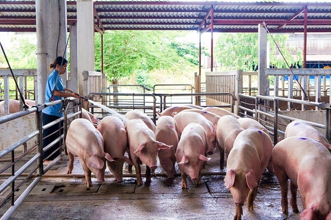 Giá lợn hơi hôm nay 7/6 tăng giảm trái chiều