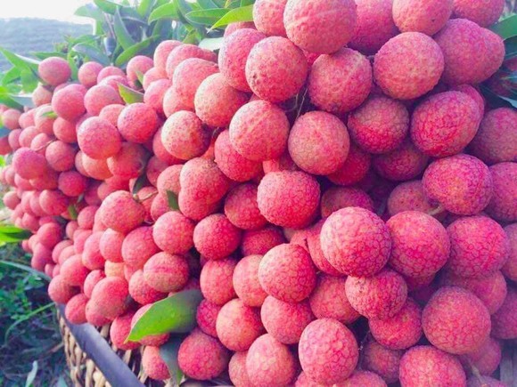 Vải thiều Thanh Hà lần đầu tiên xuất khẩu sang châu Âu