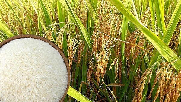 Giá lúa gạo ổn định sau chuỗi ngày giảm sâu