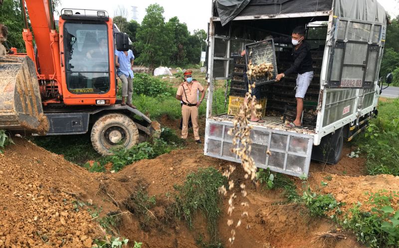 Thái Nguyên: Bắt giữ, buộc tiêu hủy trên 15 nghìn con gia cầm giống không có hóa đơn, chứng từ