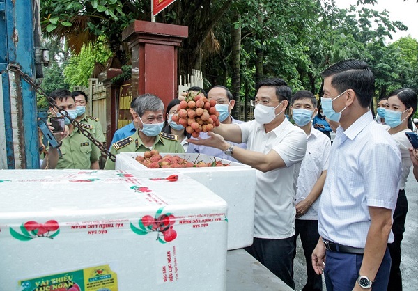 Cục Quản lý thị trường Vĩnh Phúc đã kết nối, hỗ trợ Bắc Giang tiêu thụ hơn 52 tấn vải thiều