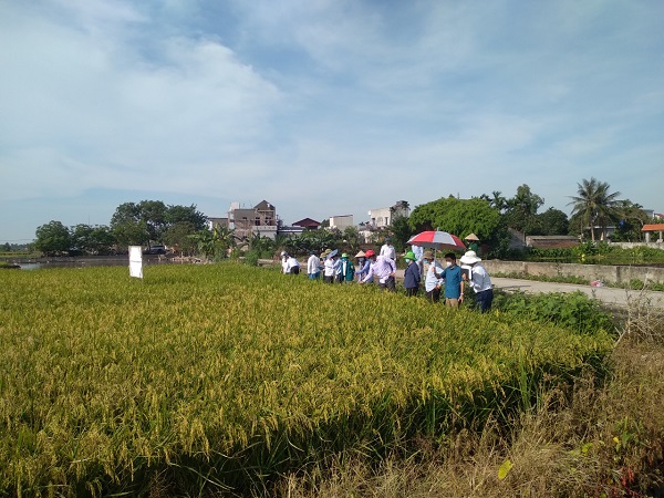 Hội Nông dân tỉnh Thái Bình thăm quan mô hình lúa sử dụng phân bón mới Lâm Thao