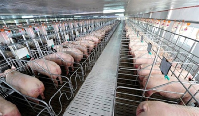 Giá lợn hơi hôm nay 21/6: Miền Bắc và miền Nam điều chỉnh tăng nhẹ