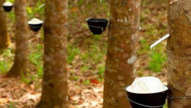 Giá cao su hôm nay 21/6: Giữ đà tăng giá, Việt Nam xuất khẩu thuận lợi