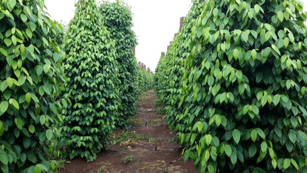 Giá tiêu hôm nay 21/6: Tiếp tục tăng, cao nhất 74.500đ/kg