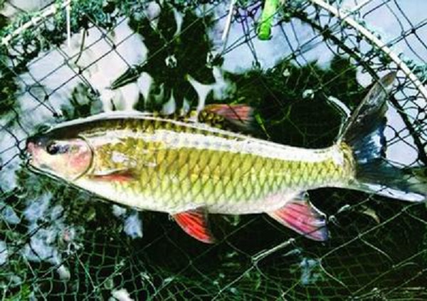 Hà Giang: Cá Bỗng được cấp chỉ dẫn địa lý