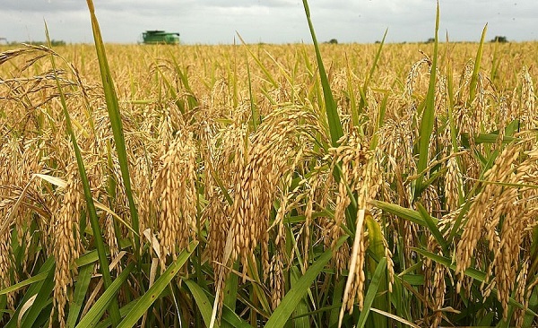 Giá các mặt hàng gạo nguyên liệu xuất khẩu tiếp tục tăng