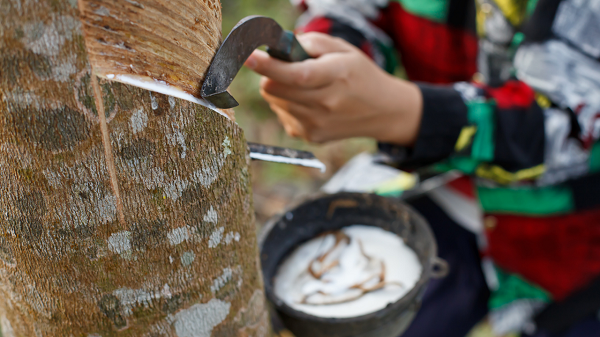 Giá cao su ngày 23/6: Tiếp tục lao dốc