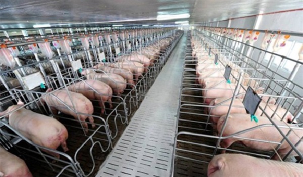 Giá heo hơi ngày 23/6: Điều chỉnh tăng 1.000 đồng/kg tại miền Trung, Tây Nguyên