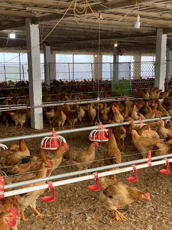 Hải Phòng: Tăng cường năng lực quản lý nhà nước trong lĩnh vực công tác thú y