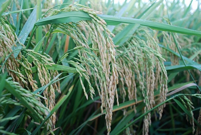 Giá lúa gạo hôm nay 24/6: Tiếp tục duy trì ổn định