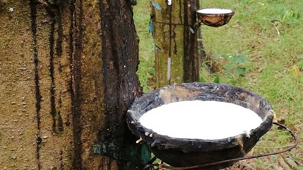 Giá cao su ngày 25/6: Biến động trái chiều trên sàn châu Á