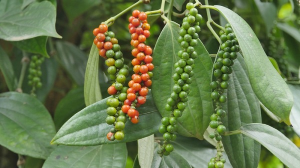 Giá tiêu ngày 30/6: Trong nước giao dịch quanh ngưỡng 74.000 - 77.000 đồng/kg