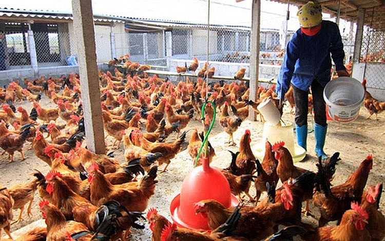 Bộ Tài chính đề xuất giảm 50% lệ phí kiểm dịch động vật