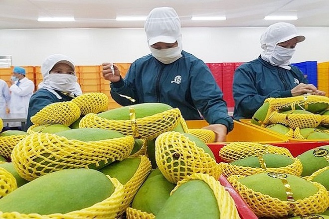 Xuất khẩu rau quả sang Trung Quốc tăng trưởng tích cực (Ảnh minh họa)