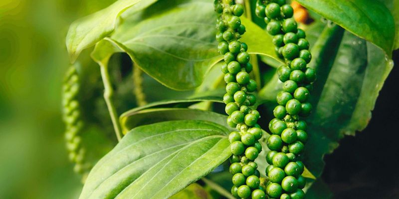 Giá tiêu hôm nay 4/7: Giảm nhẹ, thấp nhất 73.500đ/kg