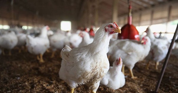 Bộ NN&PTNT ra công điện khẩn phòng chống chủng cúm gia cầm độc lực cao A/H5N8