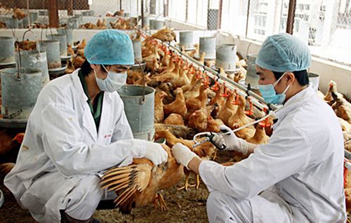 Sẽ sớm có vắc xin cúm A/H5N8