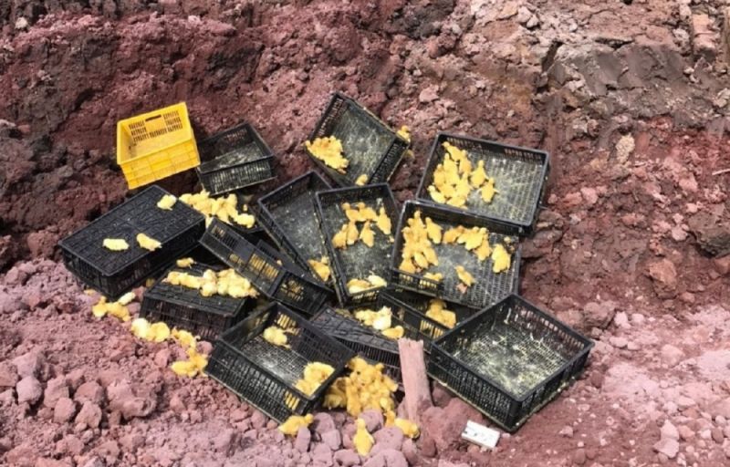 Ngăn chặn kịp thời gần 3.000 con vịt giống nhập lậu từ Trung Quốc