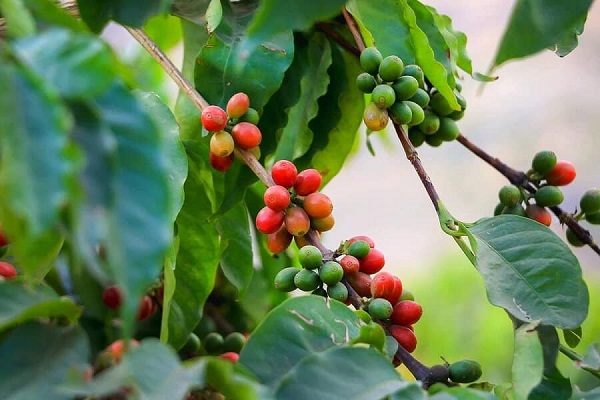 Giá cà phê trong nước cán mốc 36.000 đồng/kg