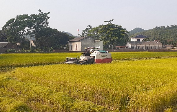 Nông dân xã Sơn Hùng, huyện Thanh Sơn phấn khởi bội thu lúa chiêm xuân năm 2021