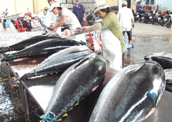 Xuất khẩu cá ngừ sang các nước Trung Đông tăng mạnh
