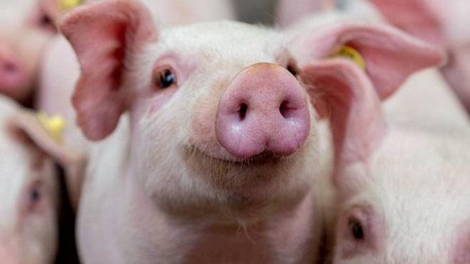 Đầu tuần, giá lợn hơi có nhiều biến động