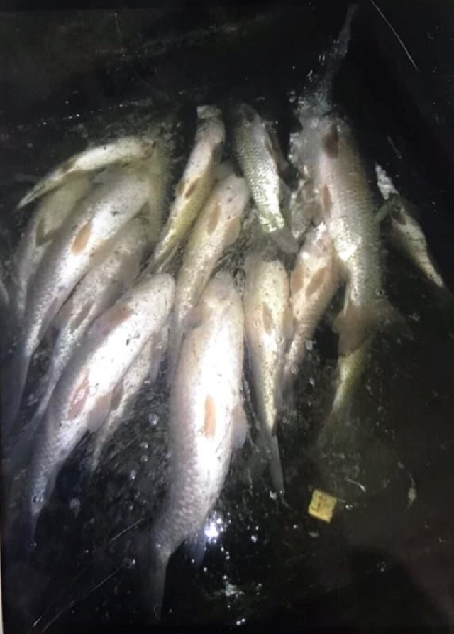 Trên sông Mã đoạn chảy qua địa bàn huyện Bá Thước, đã xảy ra hiện tượng cá nuôi lồng chết hàng loạt