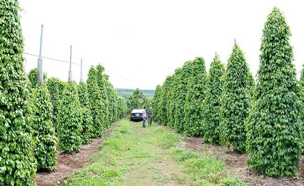 Thị trường giá nông sản ngày 16/7: Giá tiêu, giá cà phê đi ngang