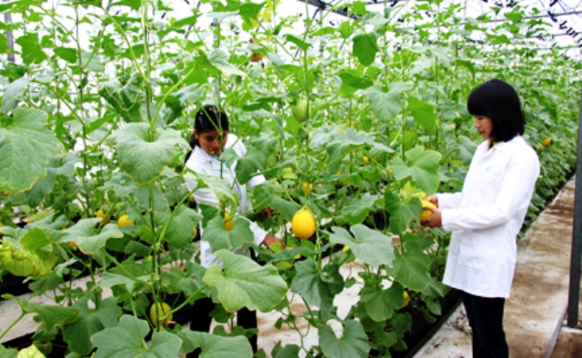 sản xuất nông nghiệp là ngành nghề mới đang thu hút ở Nhật