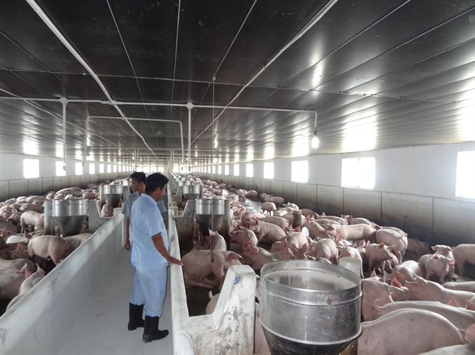 Giá heo hơi ngày 17/7: Biến động nhẹ tại miền Trung và miền Nam