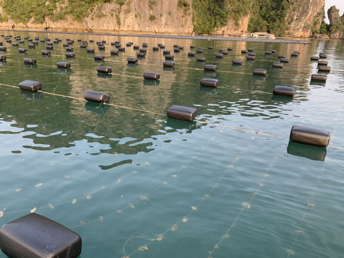 Huyện Vân Đồn (Quảng Ninh): Chuyển đổi sử dụng vật liệu nổi HDPE đạt chuẩn trong nuôi trồng thủy sản