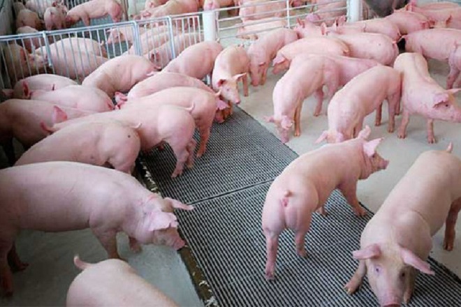 Giá lợn hơi hôm nay tiếp tục giảm nhẹ tại hai miền Nam - Bắc