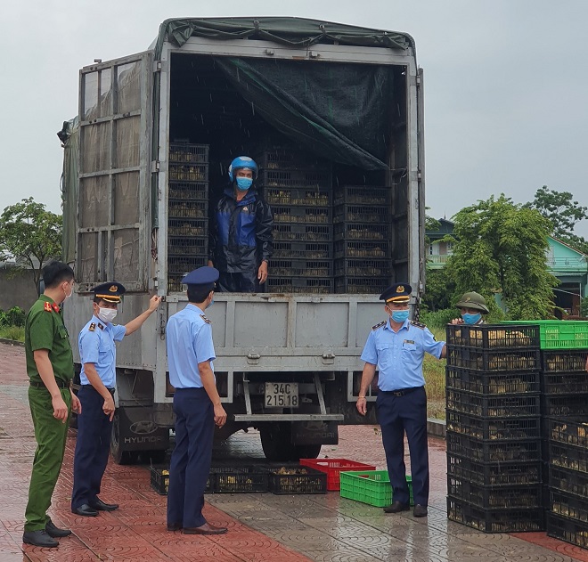 Quảng Ninh: Tiêu hủy hàng chục nghìn con gia cầm giống không rõ nguồn gốc xuất xứ