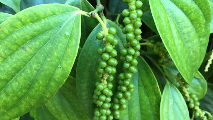 Giá tiêu ngày 29/7: Cao nhất là 75.000đ/kg