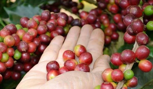 Giá cà phê ngày 1/8: Giao dịch trong khoảng 35.900 - 36.900 đồng/kg