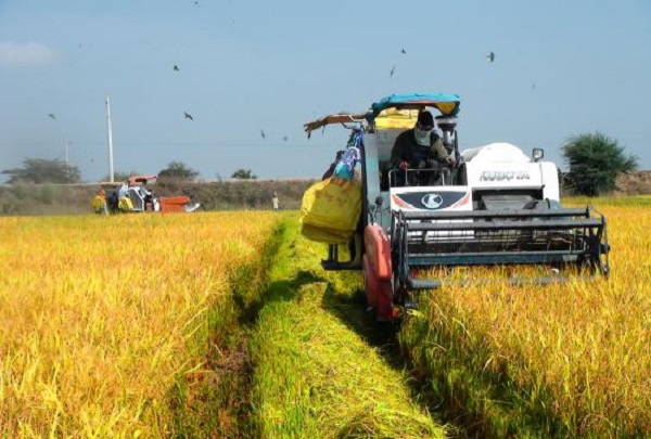 Bộ Nông nghiệp và Phát triển nông thôn đề xuất mua dự trữ lúa gạo quốc gia