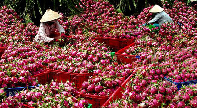 Thanh long được trồng ở một số tỉnh, thành của Việt Nam nhưng tỉnh Bình Thuận được coi là “thủ phủ” của loại cây này