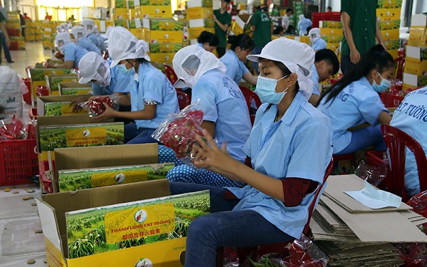 Một năm thực thi Hiệp định EVFTA và những “trái ngọt” ban đầu
