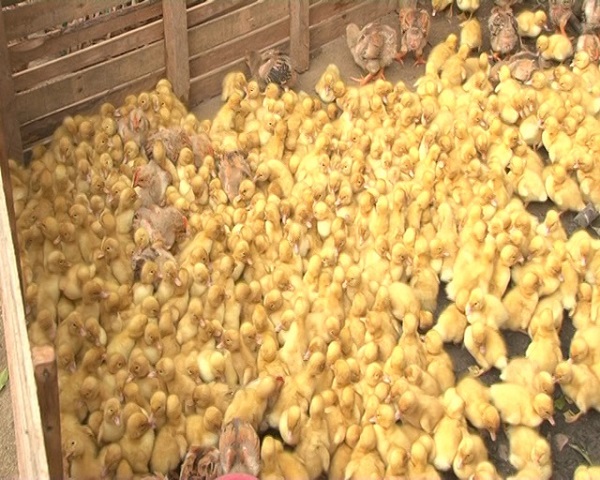 Quảng Ninh: Phát hiện, bắt giữ 2.200 con vịt giống nhập lậu