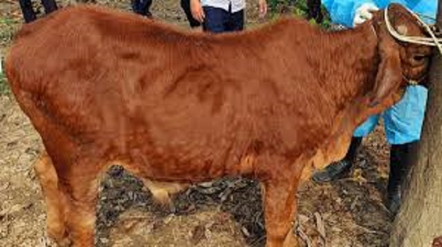 Thanh Hoá công bố hết dịch bệnh Viêm da nổi cục trên trâu, bò