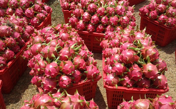 Đẩy mạnh xuất khẩu thanh long sang Ấn Độ và Pakistan