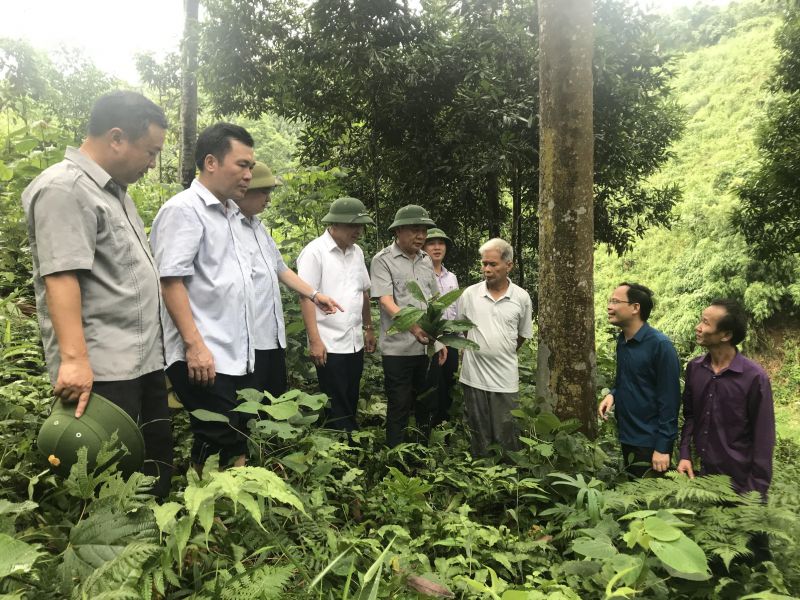 Chủ tịch UBND huyện Nguyễn Minh Tú (thứ 2 từ trái sang) thăm rừng quế