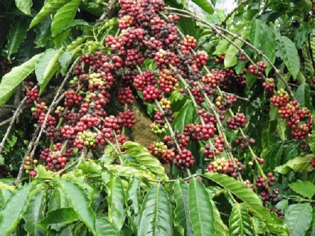 Giá cà phê hôm nay 19/8: Cà phê trong nước giảm nhẹ 100 đồng/kg